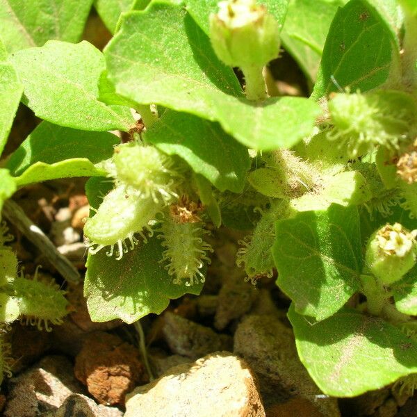 Acanthospermum australe Flower