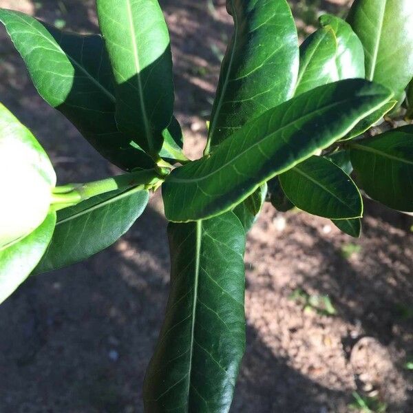 Garcinia livingstonei Leht