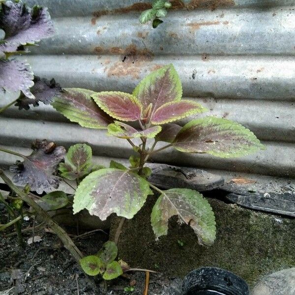 Plectranthus scutellarioides Blad