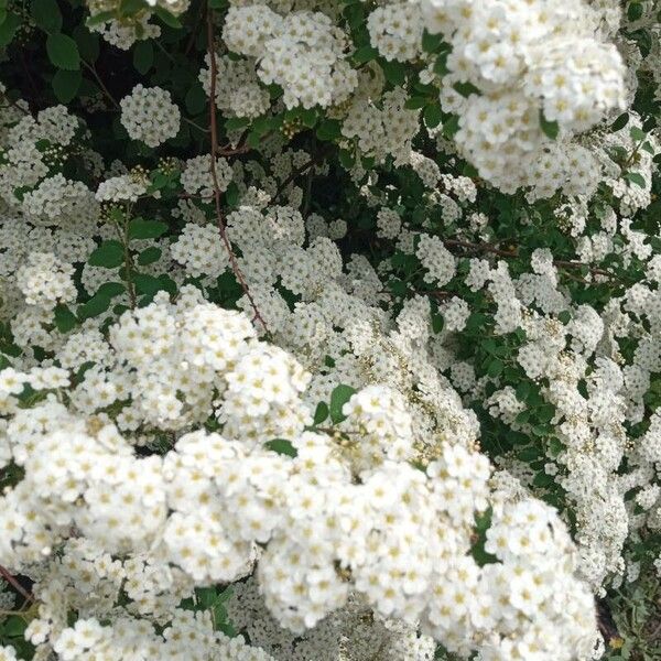 Spiraea chamaedryfolia Kukka