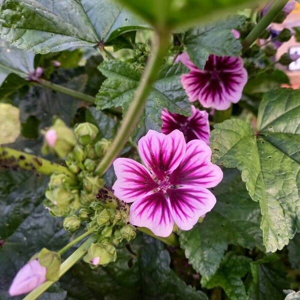 Malva verticillata ফুল