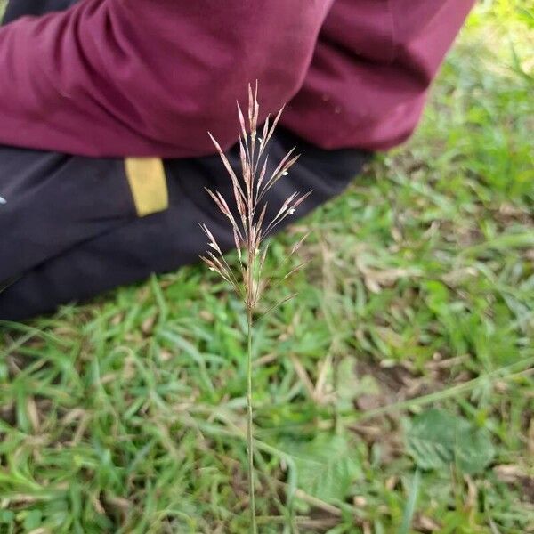 Chrysopogon aciculatus 花