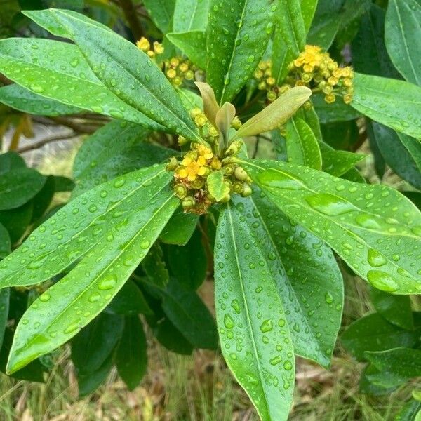 Tristaniopsis laurina Floro