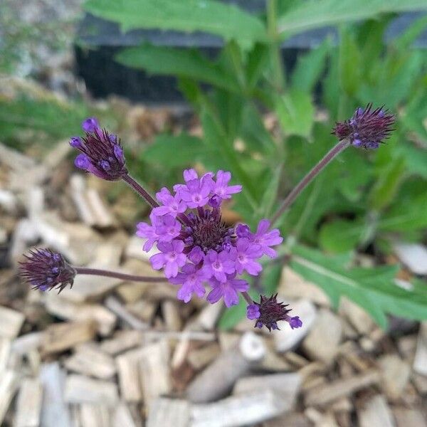 Verbena rigida Flower