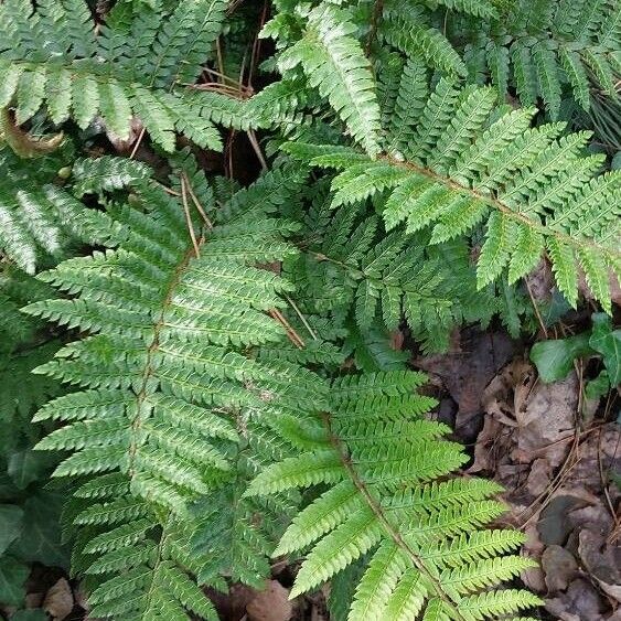 Polystichum luctuosum Leaf