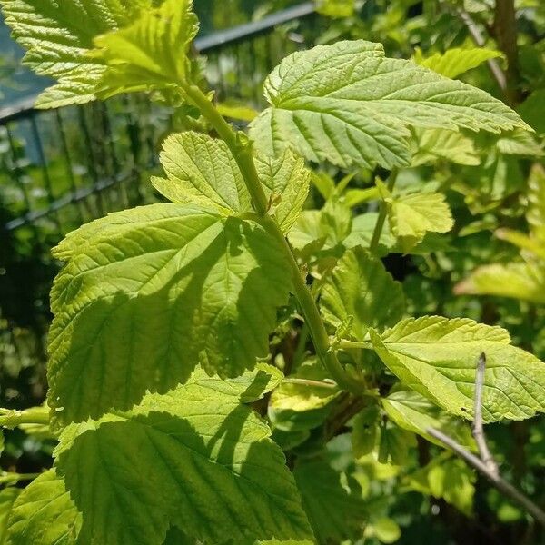 Physocarpus opulifolius Ліст