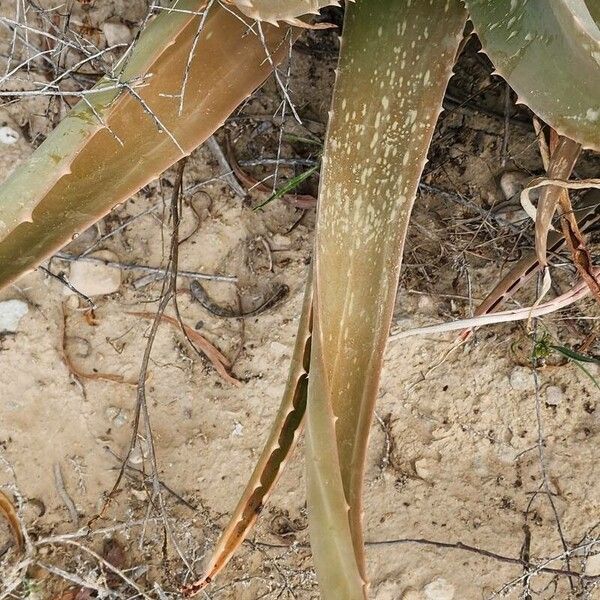 Aloe officinalis Leaf