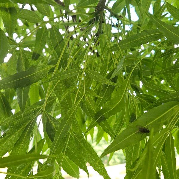 Fraxinus angustifolia Ліст