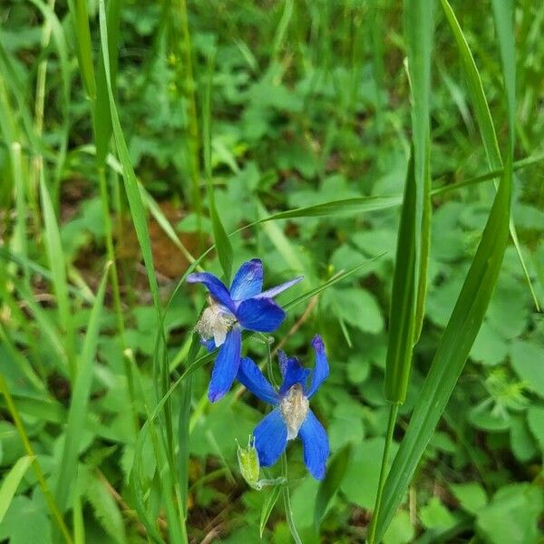 Delphinium menziesii പുഷ്പം