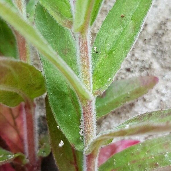 Epilobium parviflorum Кора