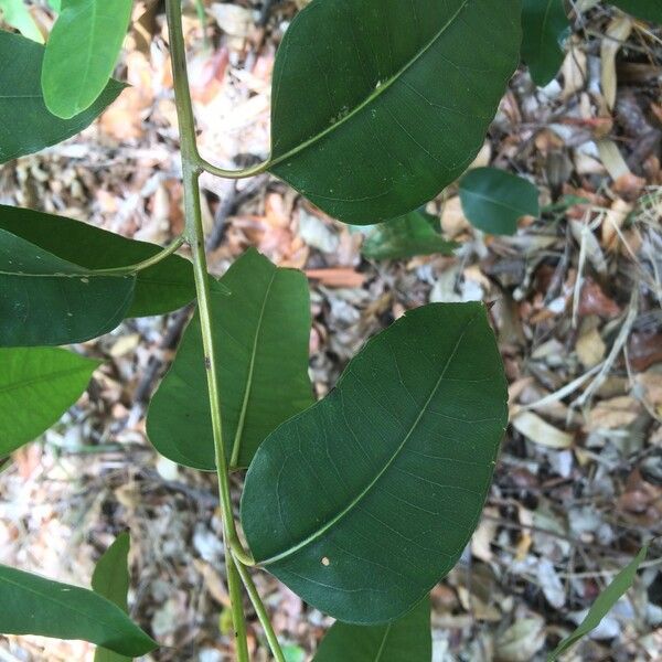 Eucalyptus robusta Fulla