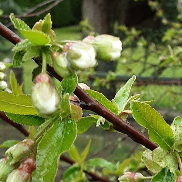 Prunus cerasus برگ