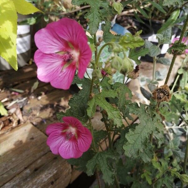 Anisodontea capensis Kukka