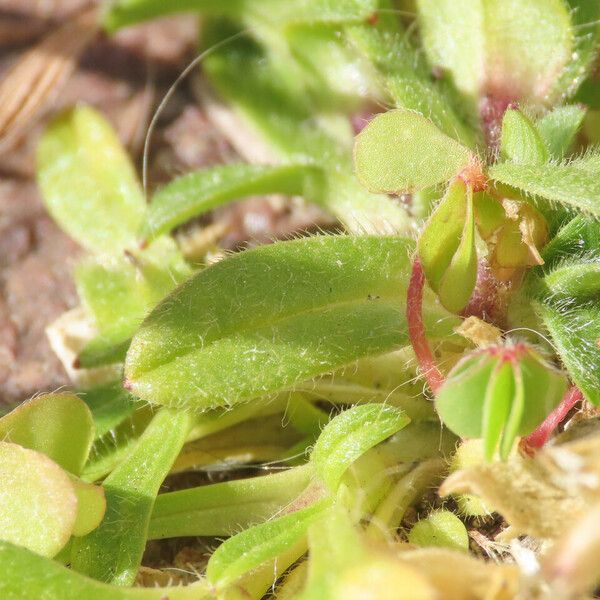 Cerastium semidecandrum Blatt