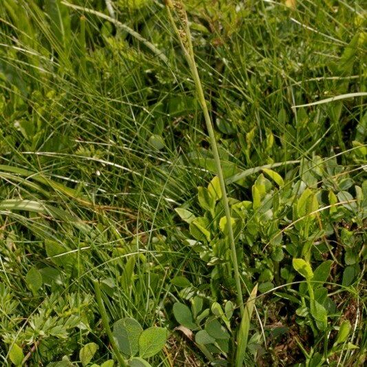 Carex vaginata Habitatea