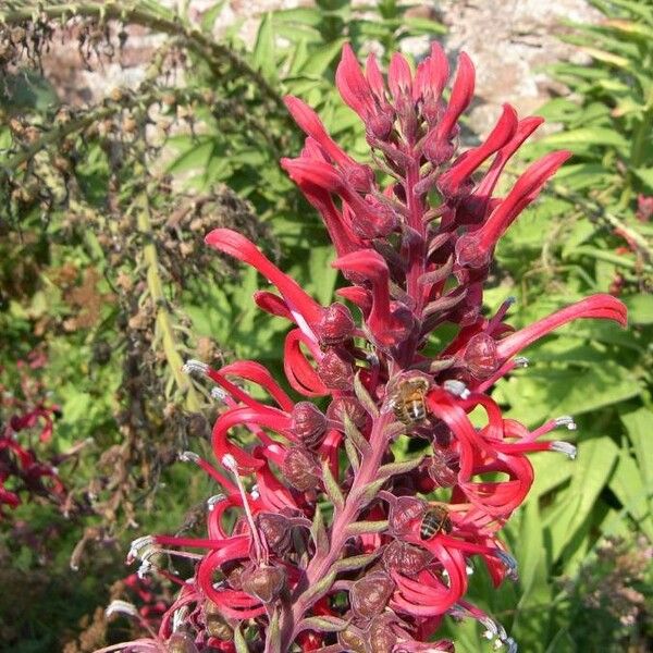 Lobelia tupa Цвят