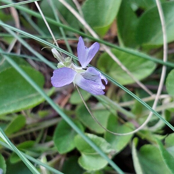 Viola rupestris Квітка