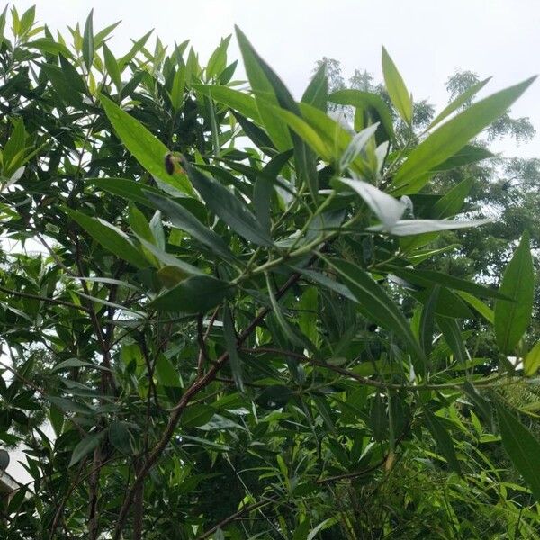 Conocarpus lancifolius