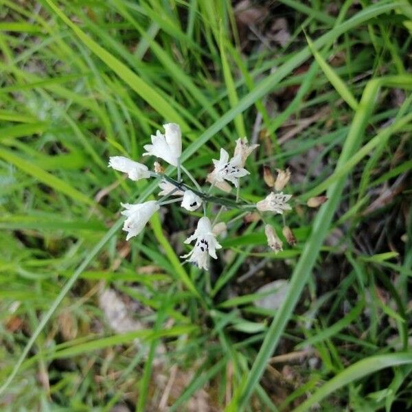 Bellevalia romana Flors