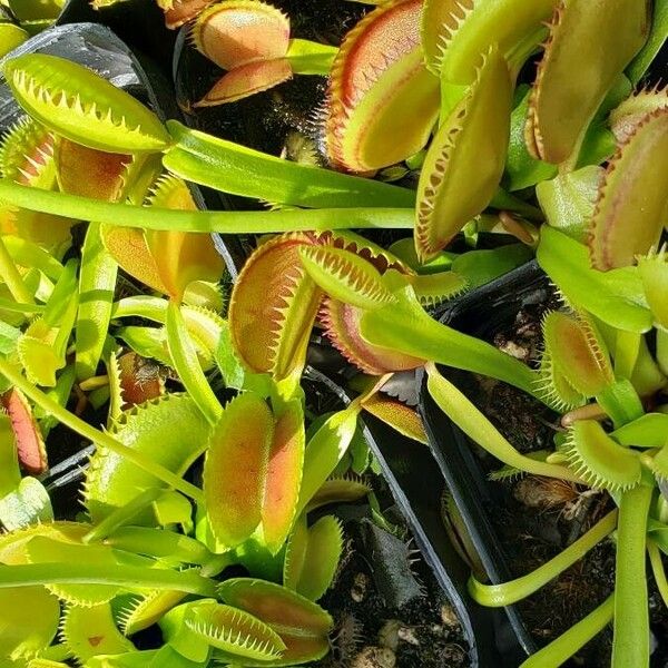 Dionaea muscipula Листок