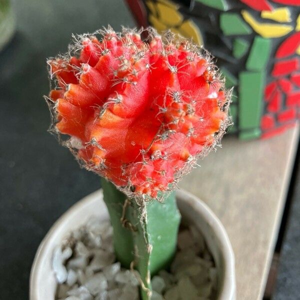 Gymnocalycium mihanovichii Leaf