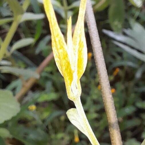 Banisteriopsis caapi 葉