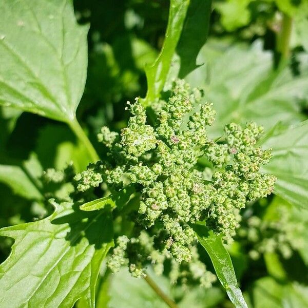 Chenopodiastrum murale Flower