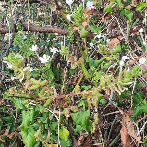 Plumbago zeylanica Hábito