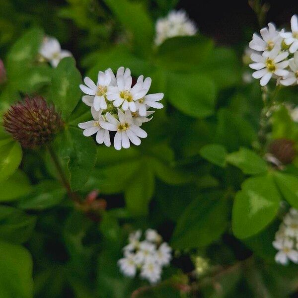 Berteroa incana Flower