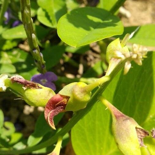 Crotalaria retusa Flower