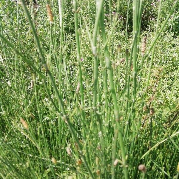 Equisetum ramosissimum Folla