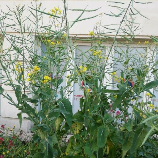 Brassica rapa Цветок