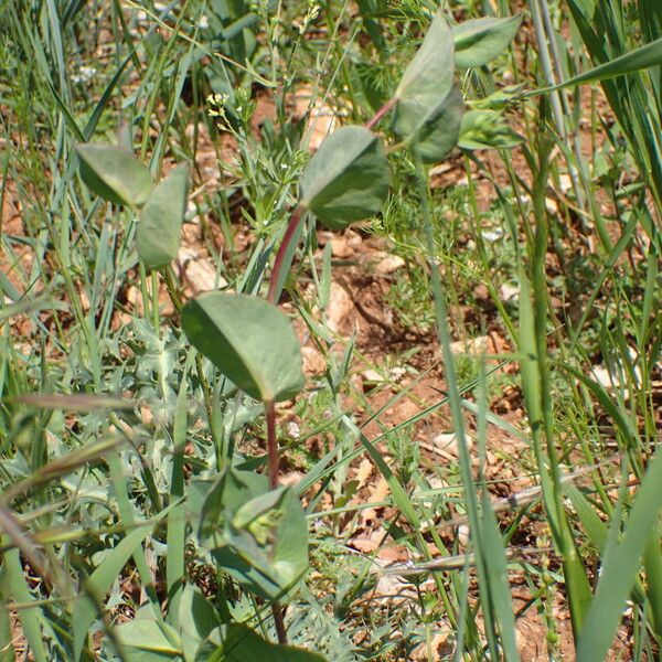 Bupleurum rotundifolium Inny