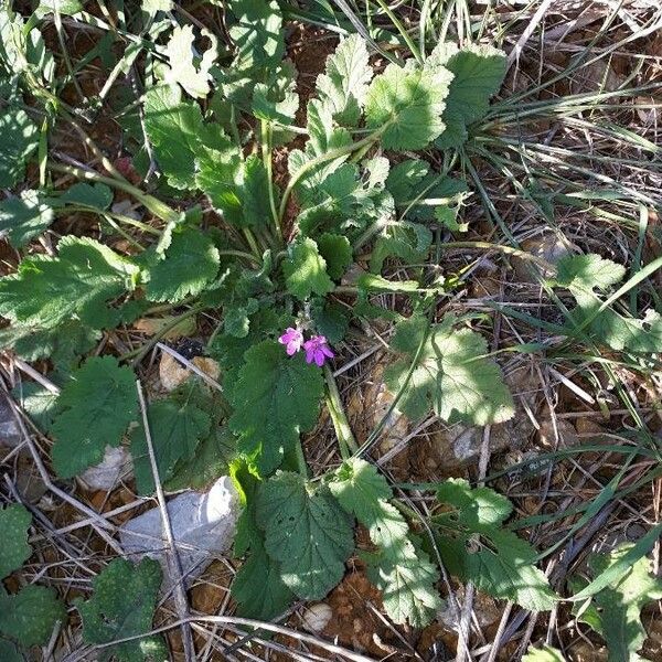 Erodium malacoides عادت داشتن