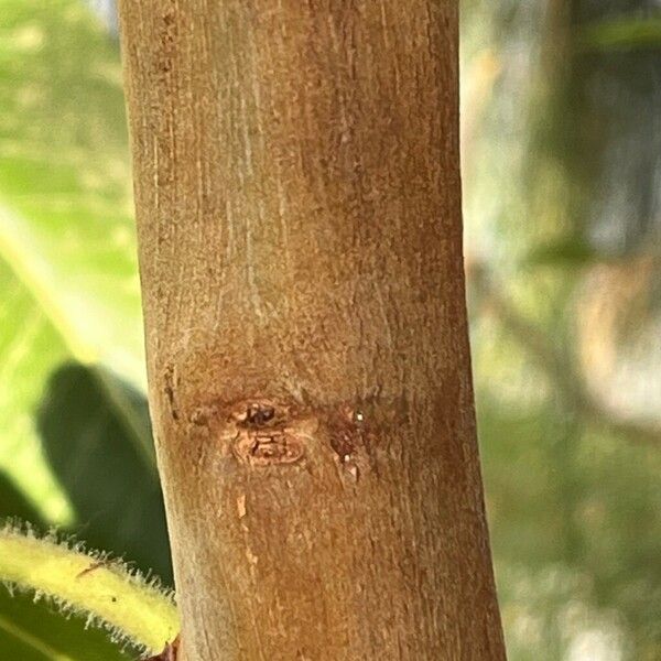 Arbutus canariensis Bark