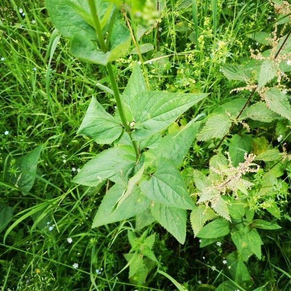 Scrophularia nodosa Lehti