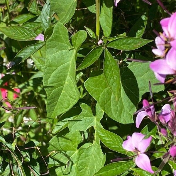 Cleome houtteana Leaf