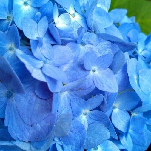 Hydrangea arborescens Blomst