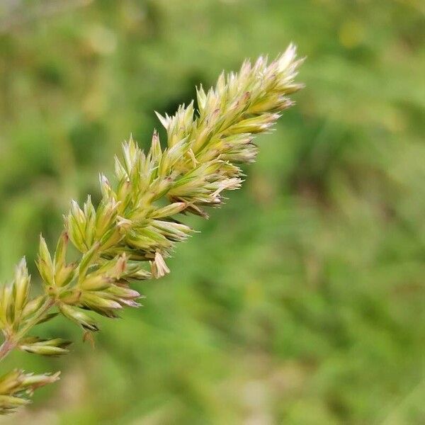 Koeleria macrantha Blomst