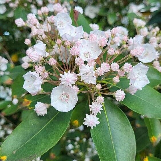 Kalmia latifolia Flor