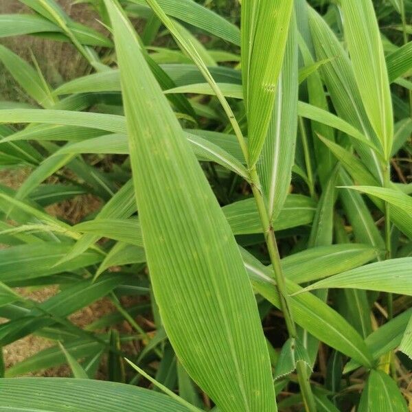 Setaria palmifolia Φύλλο