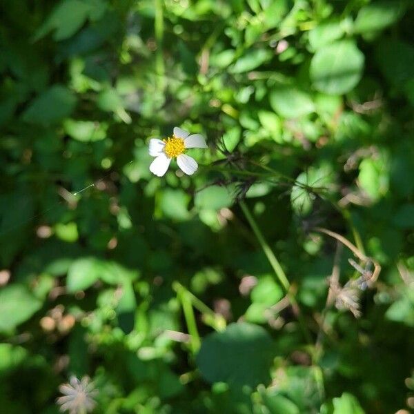 Bidens pilosa Цветок