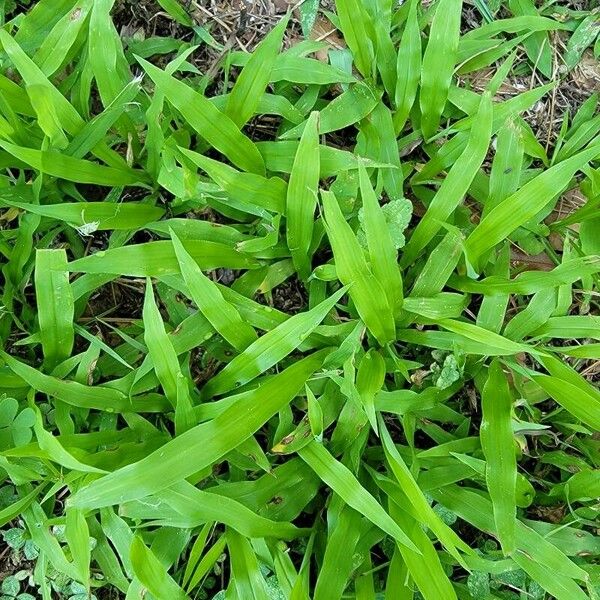 Paspalum conjugatum Leht