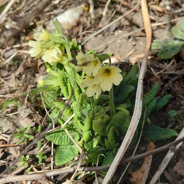 Primula elatior Květ