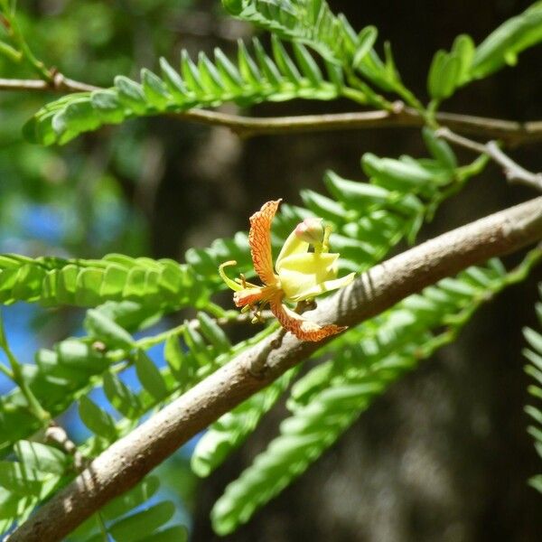 Tamarindus indica Virág