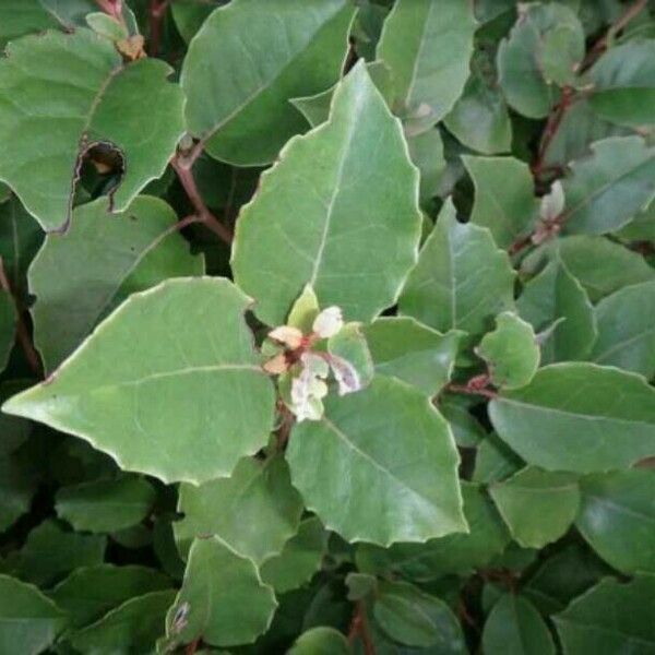 Quercus ilex Folio