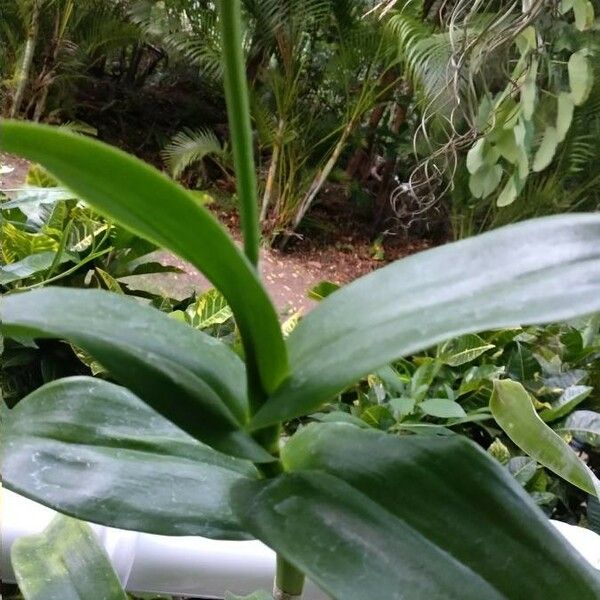 Dendrobium spp. Leaf