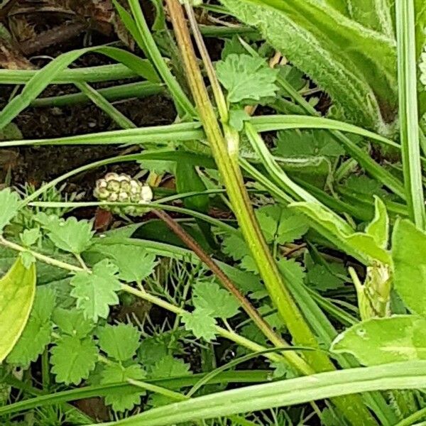 Sanguisorba minor Цвят