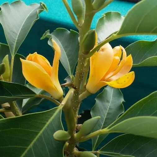 Magnolia champaca Кветка