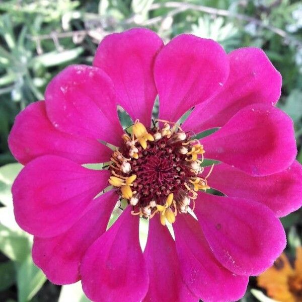 Zinnia elegans Blodyn